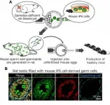 Mouse sperm generated in rats