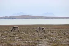 Move over Blitzen: geese outpace reindeer impacts on Arctic ecosystems