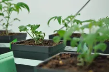 MSU researchers uncover parallel universe in tomato genetics