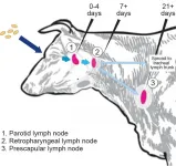 MSU scientists one million hops closer to ending a disease endemic in cattle