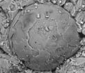 MU researchers find rare fossilized embryos more than 500 million years old 2