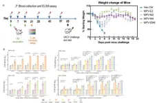 Multi-valent mRNA vaccines against monkeypox enveloped or mature viron surface antigens for enhanced protection