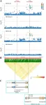 Multiple-model GWAS identifies optimal allelic combinations of quantitative trait loci for malic acid in tomato