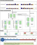 Multiple-model GWAS identifies optimal allelic combinations of quantitative trait loci for malic acid in tomato 2