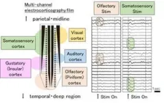 Multisensory information detection by using multi-channel electrocorticography film that can place over a wide area of the cerebral cortex 3