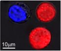 Multitasking plasmonic nanobubbles kill some cells, modify others