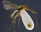 Mummy-making wasps discovered in Ecuador