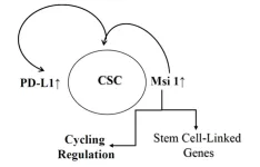 Musashi 1 in breast cancer: Implications for dormancy and survival in bone marrow