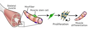 Muscles retain positional memory from fetal life