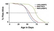 Muscling toward a longer life: Genetic aging pathway identified in flies