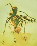 Mushroom growing out of fossilized ant reveals new genus and species of fungal parasite