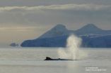 Music with dinner: Whales sing during foraging season, not just while breeding 