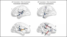 Musicians have more connected brains than non-musicians