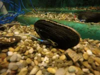 Mussel sensors pave the way for new environmental monitoring tools