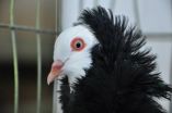 Mutant gene gives pigeons fancy hairdos