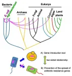 Mutant genes can promote genetic transfer across taxonomic kingdoms