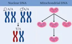 Mutation rates in whales are much higher than previously reported 2