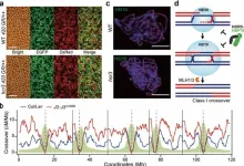 Mutation solves a century-old mystery in meiosis