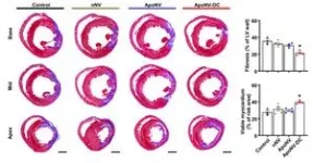 Myocardial infarction, the number one cause of sudden death, may be treated by modulating the immune response. 2