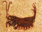 Mysterious fossils provide new clues to insect evolution