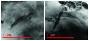 Mysterious magnetic fossils offer past climate clues