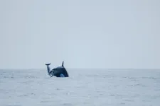 Mysterious orca group near Chile tracked down, revealing newly discovered hunting skills