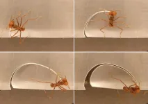 Mystery of how leaf-cutting ants gauge leaf portion size revealed