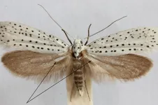 Mystery of moths’ warning sound production explained in new study