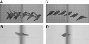 Mystery solved: how hummingbirds fly through gaps that are too small