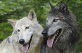 Myth of tolerant dogs and aggressive wolves refuted 2