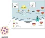 N6-methyladenosine (m6A) RNA modification’s regulatory role in acute and chronic leukemia