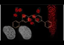 Nagoya University scientists reveal unprecedentedly versatile new DNA staining probe