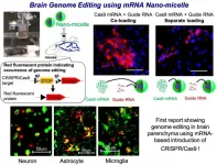 Nano-micelle packaging CRISPR/Cas9 components enables brain genome editing