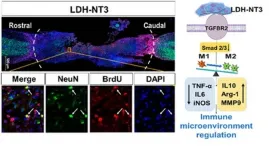 Nanobiomaterial boosts neuronal growth in mice with spinal cord injuries