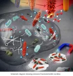 Nanocrystals that eradicate bacteria biofilm