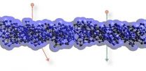 Nanomaterial outsmarts ions
