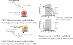 Nanomedicine activation profile determines efficacy depending on tumor c-Myc expression