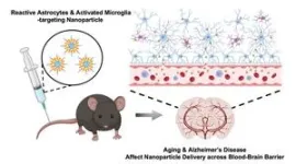 Nanoparticle transport across the blood brain barrier increases with Alzheimer’s and age, study finds 2