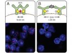 Nanoscale ruler reveals organization of the cell membrane