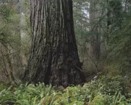 National champion tree program finds new home