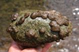 Native algae species to blame for 'rock snot' blooms in rivers worldwide 2