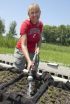 Native plant fares well in pilot green roof research study