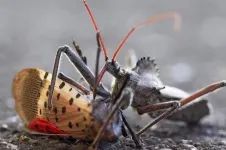 Natural insect predators may serve as allies in spotted lanternfly battle