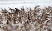 Natural selection causes early migration and shorter parental care for shorebirds