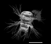 Nature's 3D printer: bristle worms form bristles piece by piece