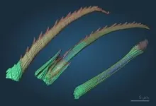 Nature's 3D printer: bristle worms form bristles piece by piece 3