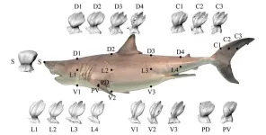 Natures design marvel: How shark skins denticles adapt to wide speed