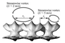 Nature's design marvel: How shark skin's denticles adapt to wide speed 2