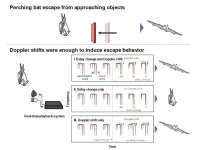 Nature’s sonar: Scientists reveal how Japanese horseshoe bats perceive moving objects