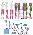 Navigating the fine line between performance and safety in sports: Insights from landing mechanics research